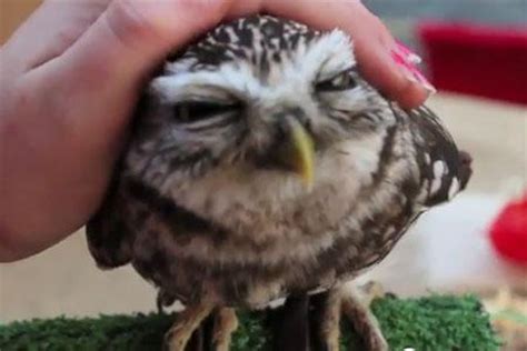 Barn owls as 'falconry' birds. Cute owl video goes viral, but don't get one as a pet ...
