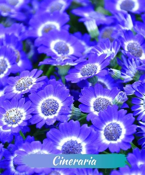 The 21 Best Winter Flowers And How To Care For Them Yhmag Cineraria
