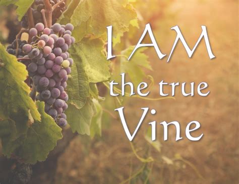 I Am The True Vine Lessons Learned From The Vine Sunrise Christian