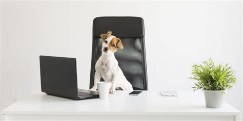 Bring Your Dog To Work How To Persuade Your Boss To Let You