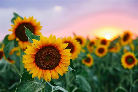 Guide To The Summer Of Sunflowers Festival In Northern Virginia