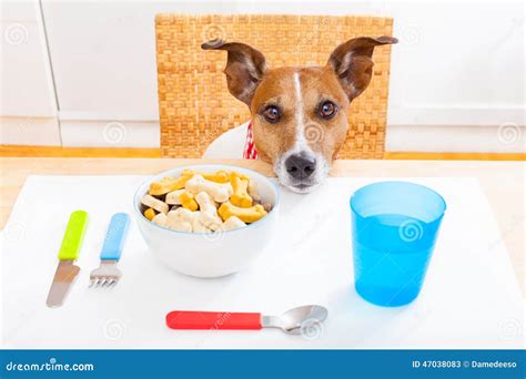 Hungry Dog Stock Image Image Of Hunger Kitchen Hungry 47038083