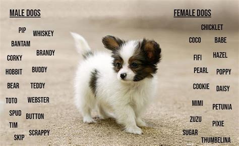 100 Best Dog Names For Your Lovely Canines Petmoo