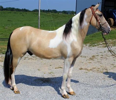 Explore jcsixgun's photos on flickr. Buckskin Tobiano | Horses, American paint horse, Tennessee ...