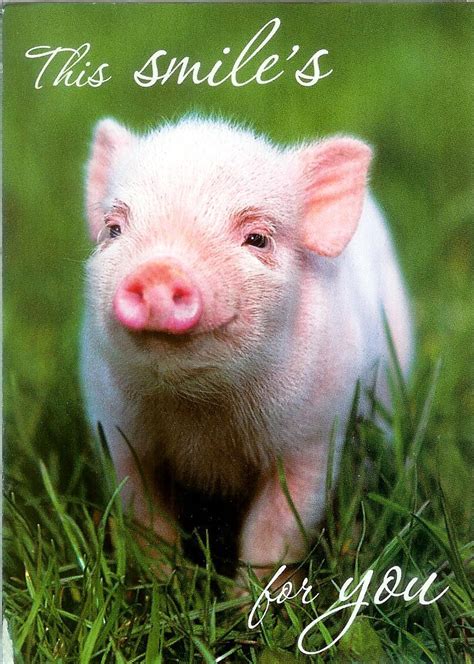 This Smiles For You Cute Baby Pigs Baby Pigs Cute Piglets