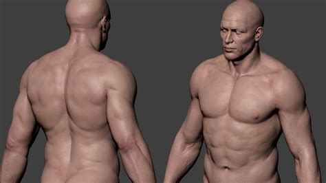 Artstation Male Torso Anatomy For Sculptors Anatomy For Artists Images And Photos Finder