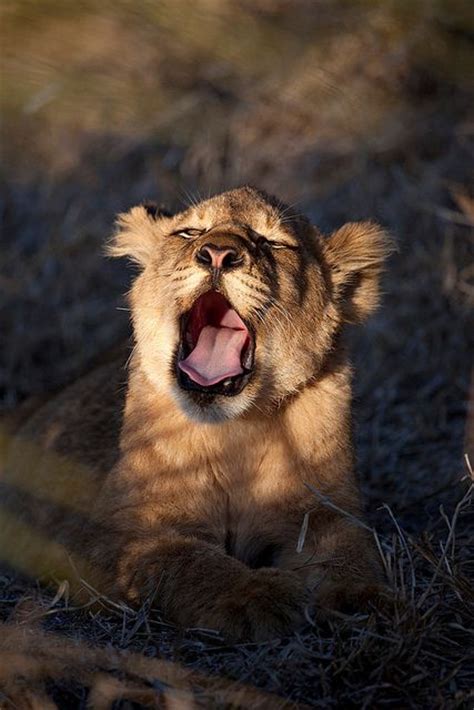 26 Photos Of Beautiful Yawning Animals To Put You To Sleep
