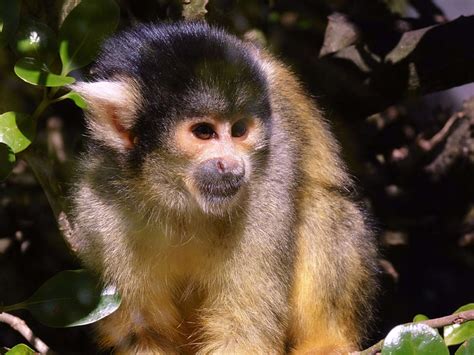 Animal Ape Brown Capuchin Monkey Green Macro Monkey Nature Zoo