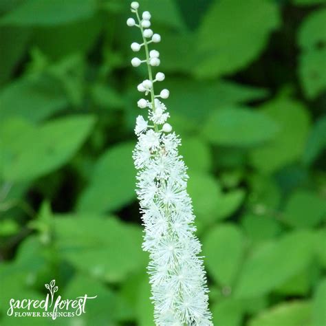 Black Cohosh Flower Essence — Grandparents Of The Forest