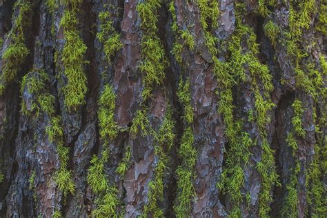 Bark Moss Macro Closeup Tree Trunk Texture Pattern Trunk