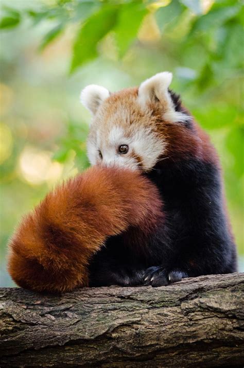 Awesome 25 Things You Didnt Know About Red Pandas