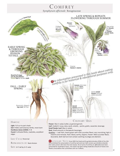 Identify Wild Plant