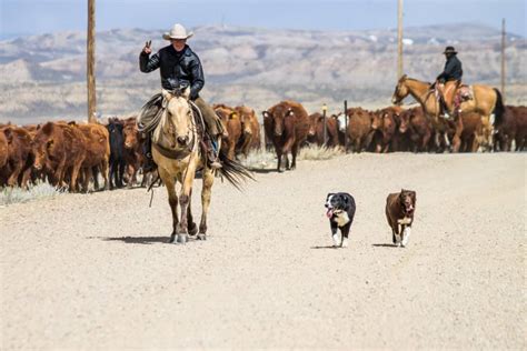 Cattle Drive In Wyoming A Ranch Mom