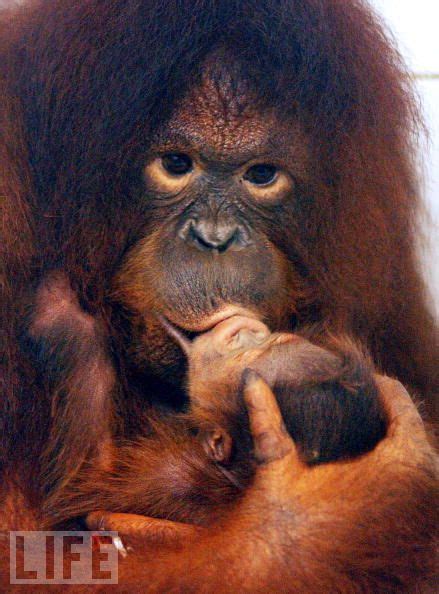 Big Kiss For The Baby Orangutan Baby Orangutan Animals Kissing