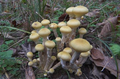 Photo 464 18 Armillaria Mushrooms Near Deer Run Trail In
