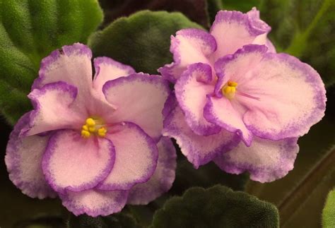 Day In April Russian African Violet Business Air Violet Plant Plant