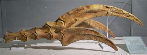 Therizinosaurusclaw Fosilie