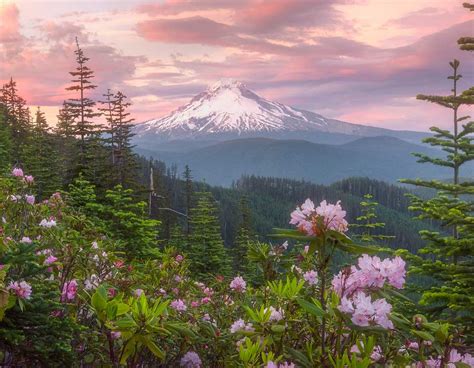 Mt Hood Rhododendrons Oregon Gary Randall