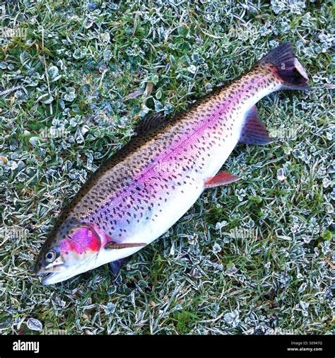 Rainbow Trout Hi Res Stock Photography And Images Alamy