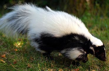 Colorado springs residential pest control. Calgary Skunk Pest Control & Exterminator Services