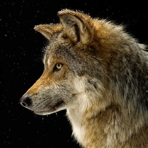 Самые новые твиты от daughter of the wolf movie (@daughtermovie): Wolf | National Geographic