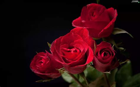 Red Roze Flowers Wallpapers 2560x1600