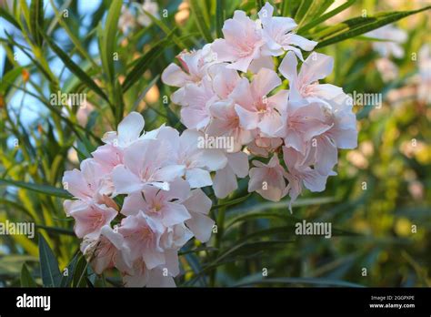 Light Pink Oleander Flowers Light Pink Nerium Oleander Dogbane