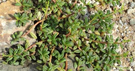 How To Grow And Care For Peperomia Nivalis Succulent