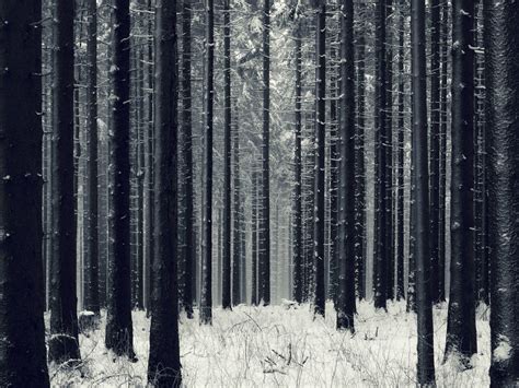 Dark Winter Forest Wallpapers Top Free Dark Winter Forest Backgrounds