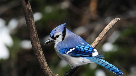 For The Birds Blue Jays Have An Attitude