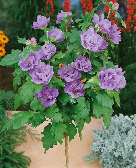 Garteneibisch Lavender Chiffon Hibiscus Syriacus Lavander Chiffon