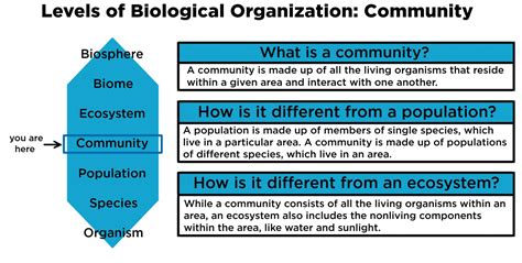 Community Ecology — Definition And Examples Expii