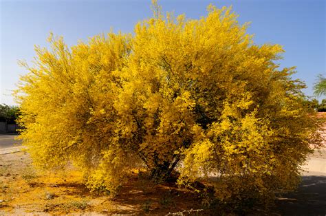 Just think funky, jazzy salsa. Tucson Blue Palo Verde | Tucson Real Estate News