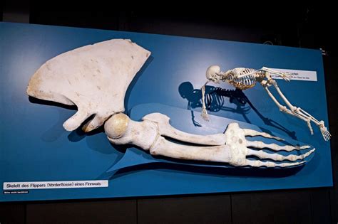 A Whale Hand Next To The Complete Skeleton Of A Human