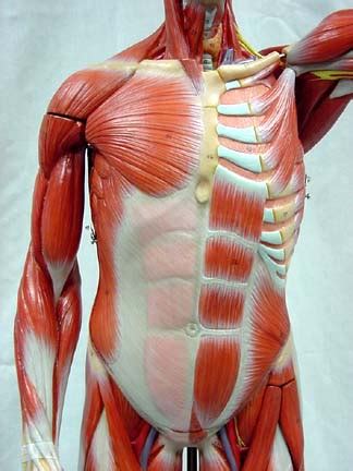 1119 muscles that move the humerus.jpg 2,229 × 2,371; Index of /anatomy/images/Male_muscle