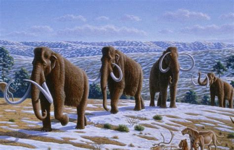 Clone Scientists Try To Bring Woolly Mammoth Back To Life