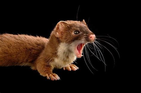 Joelsartore A Subspecies Of Long Tailed Weasel The New York Weasel