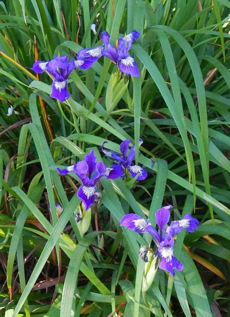 World Of Irises Dry Summers Summer Water And Pacifica Iris