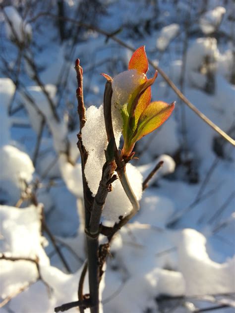 Free Images Tree Nature Branch Blossom Snow Sunlight Leaf