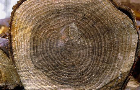 Growth Rings On Pine Trunk Stock Image B7200012 Science Photo