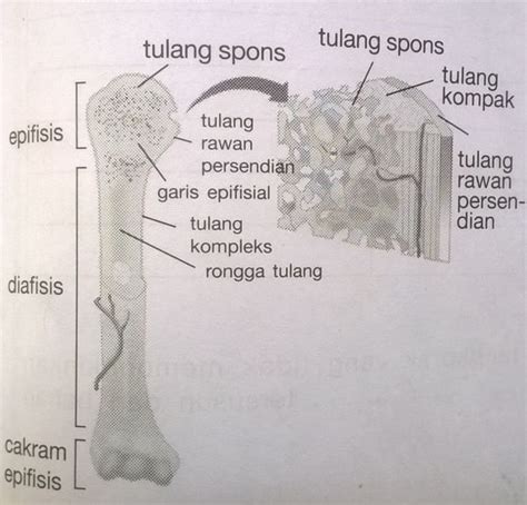 5 Contoh Tulang Pipa Lengkap Dengan Penjelasannya Kumparan Images