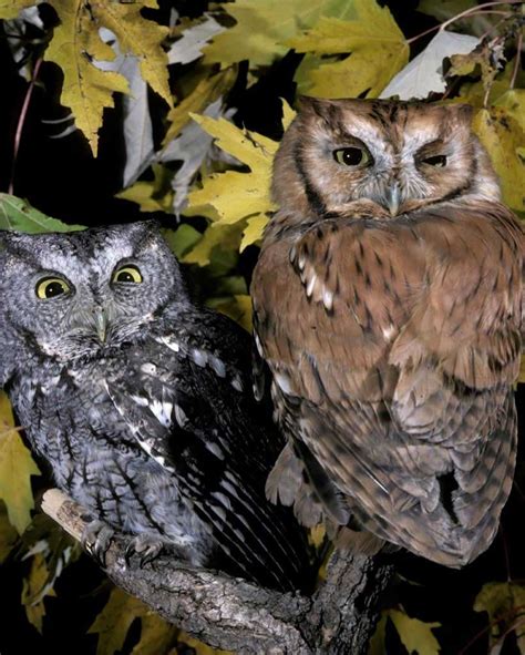 2020 these eastern screech owls were brought into aware after it's believed they were hit by cars. Eastern Screech-Owl | Audubon Field Guide