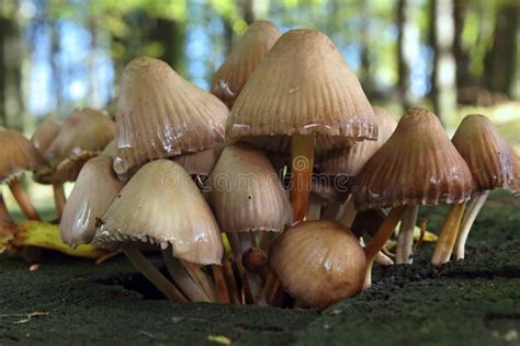 Group Of Mushrooms In Stump Stock Image Image Of Bilology Detail