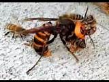 Pictures of Killer Wasp In Japan