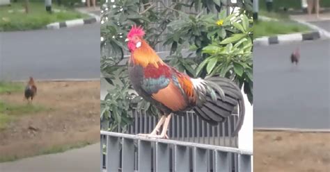 Plenty of shops available for your needs. TANJONG PAGAR ROOSTER WAIT FOR PEOPLE TO CROSS THE ROAD, SMART