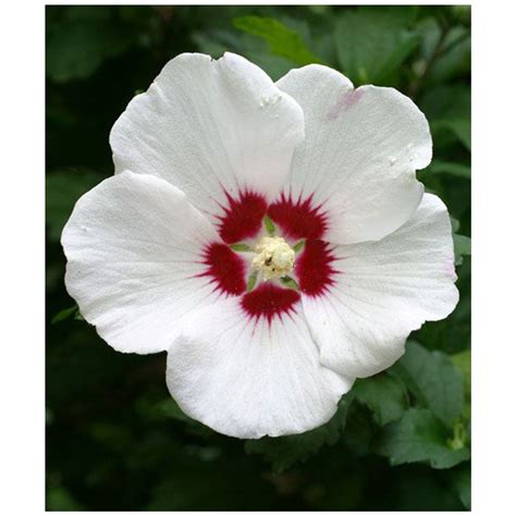 Rose Of Sharon White Bare Root Plant Althea 3 Pack At Growers