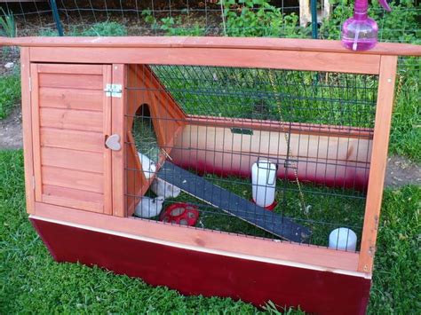 I want it to be very simple this is my first time having quail please post pictures if you. 54 best images about Button Quail on Pinterest | Quails ...