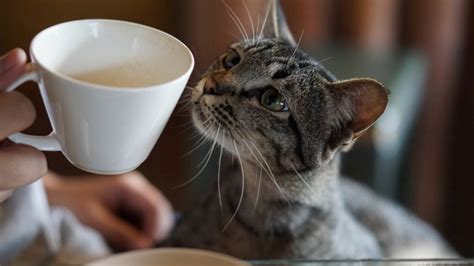 The Dirty Truth About Cat Cafes