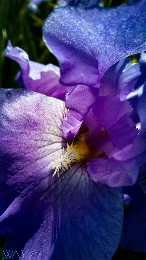 Beautiful Purple Iris Photo By William Boyd Flower