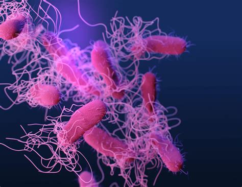 H Pylori Vaca Virulence Factor In Uncultured Helicobacter Heilmannii